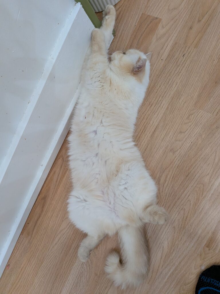 A photo of another one of Echo's cats.