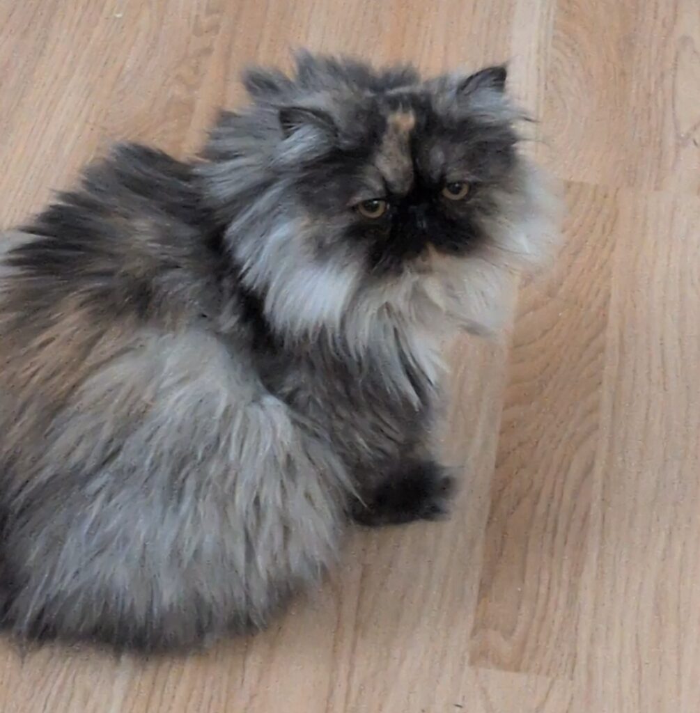 A photo of one of Echo's cats.