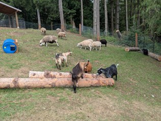 A photo of some farm animals outside.